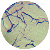Polysaccharide bacteria-BNCC