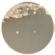 Polysaccharide bacteria-BNCC