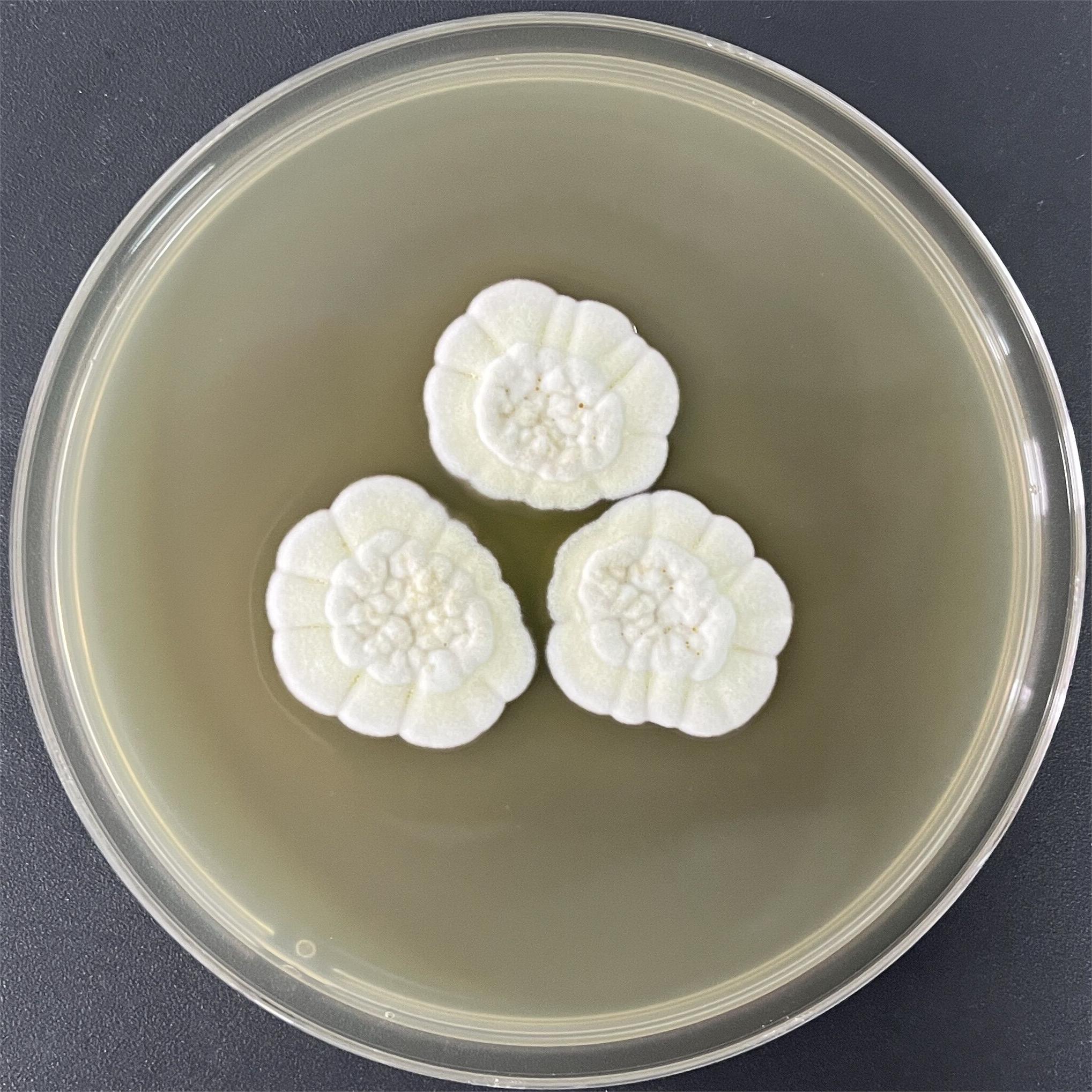 Orange brown Aspergillus-BNCC