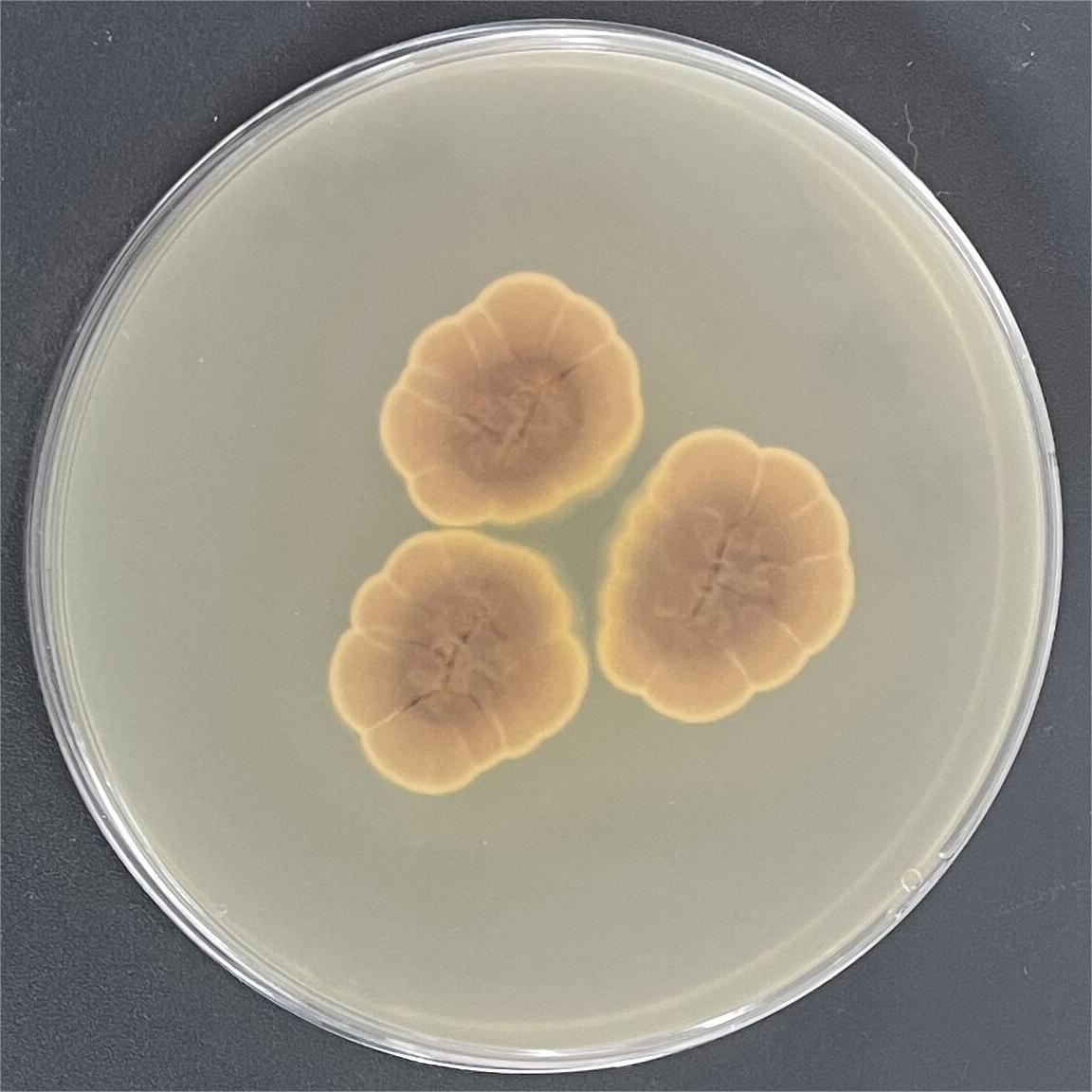 Orange brown Aspergillus-BNCC