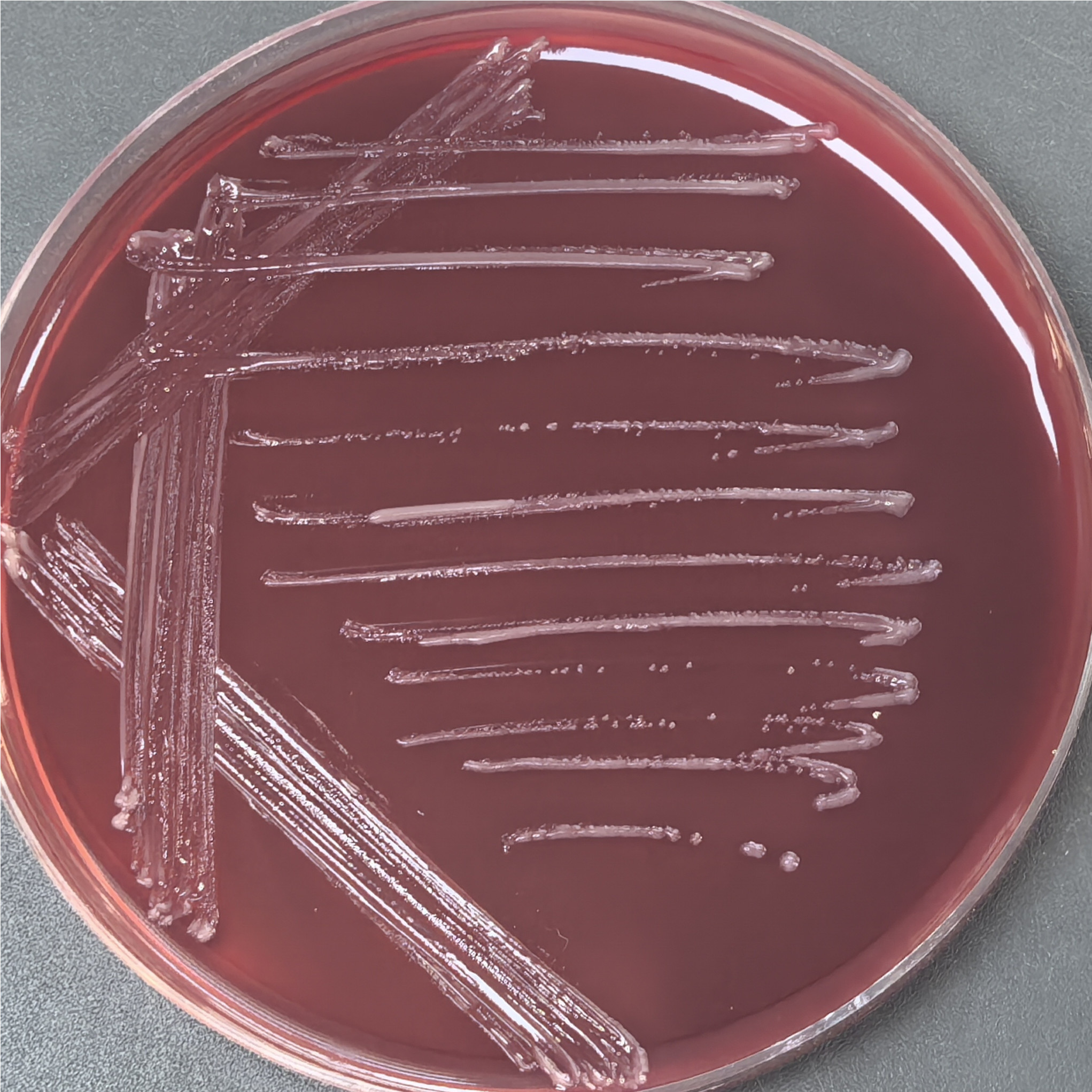 Xyloglycan Bacteroides-BNCC
