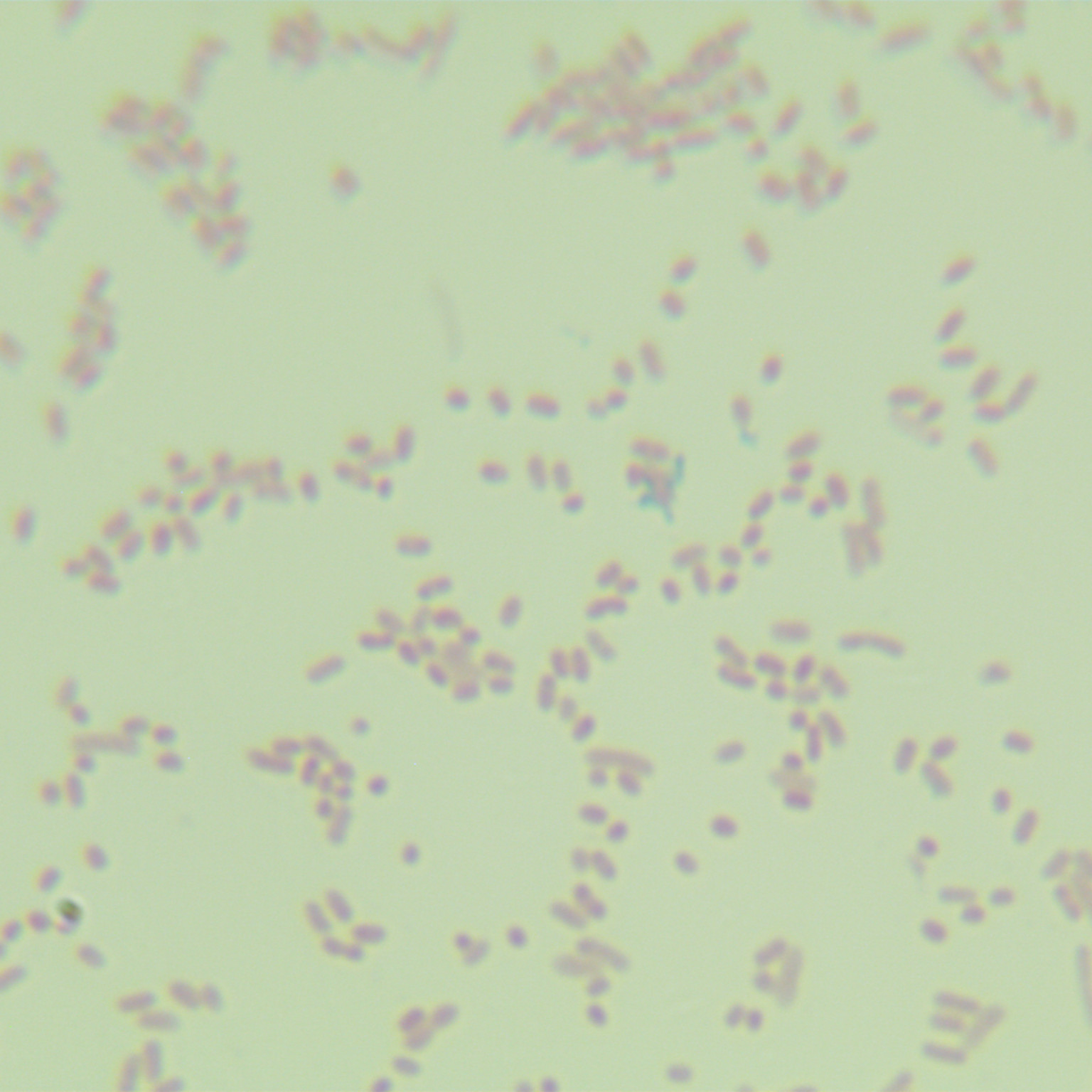 Xyloglycan Bacteroides-BNCC