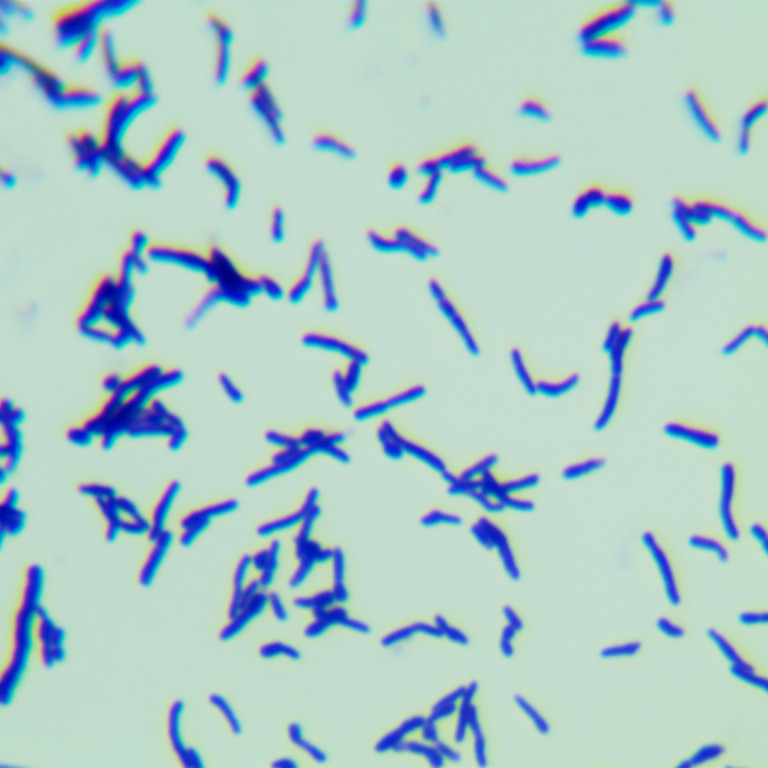 Corynebacterium flexneri-BNCC