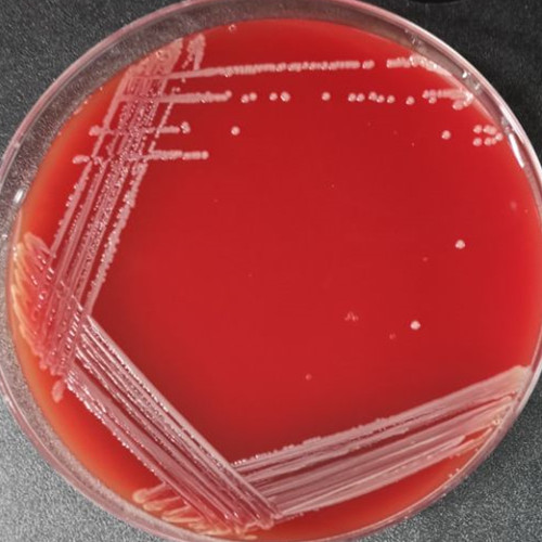 Acinetobacter baumannii-BNCC