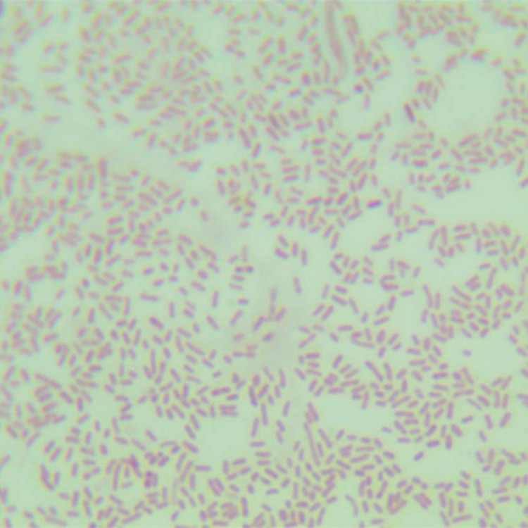 Acinetobacter baumannii-BNCC