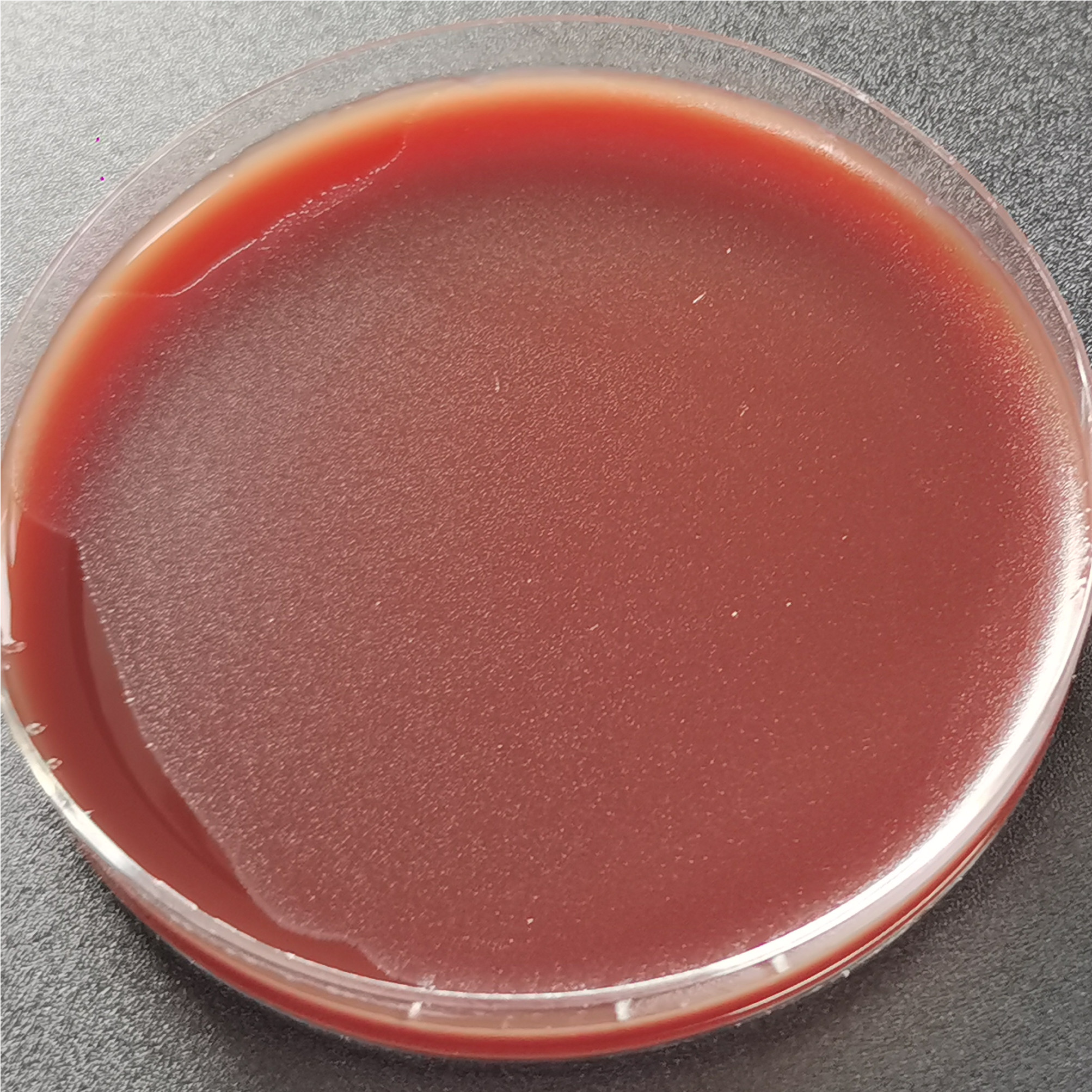 Neisseria gonorrhoeae-BNCC