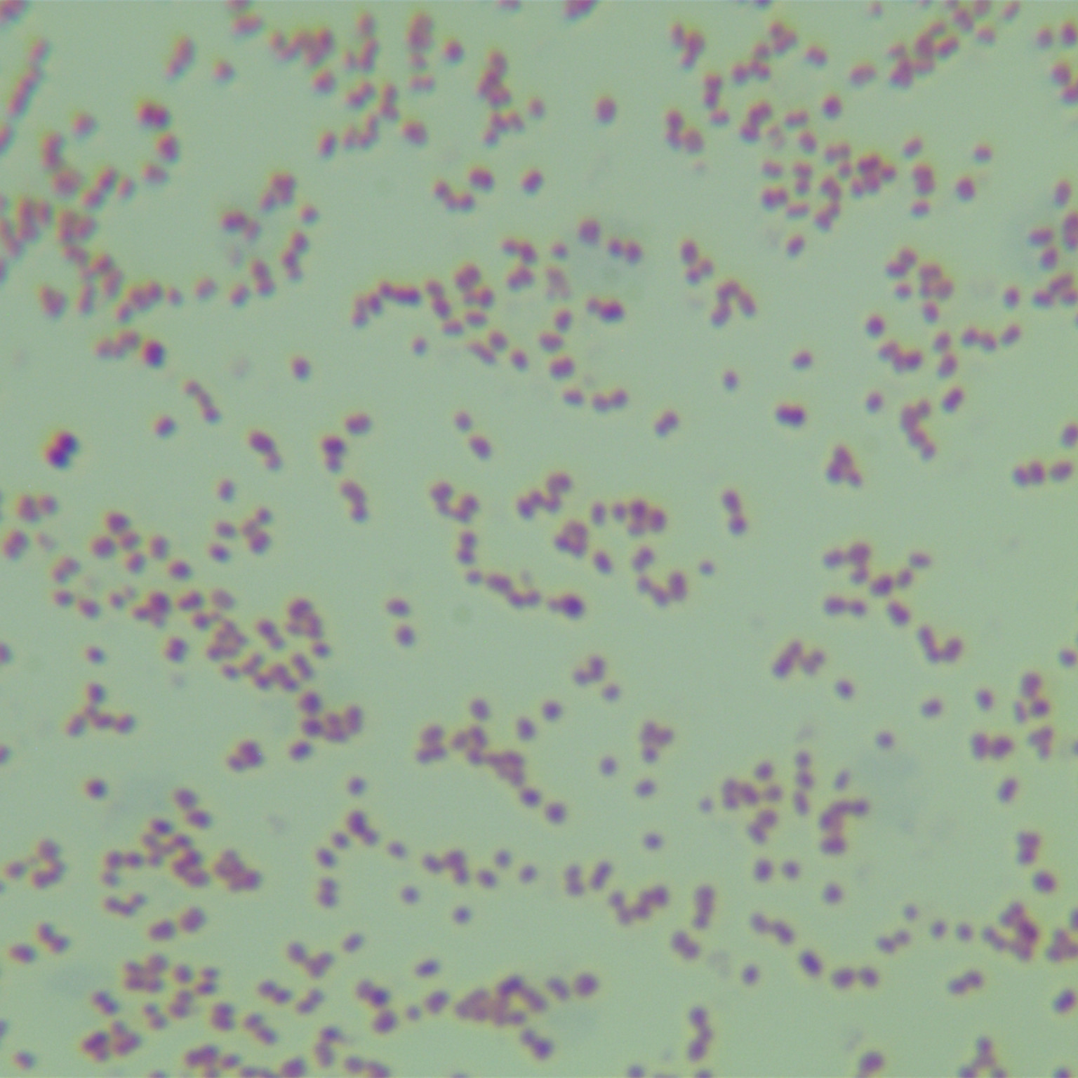 Neisseria gonorrhoeae-BNCC