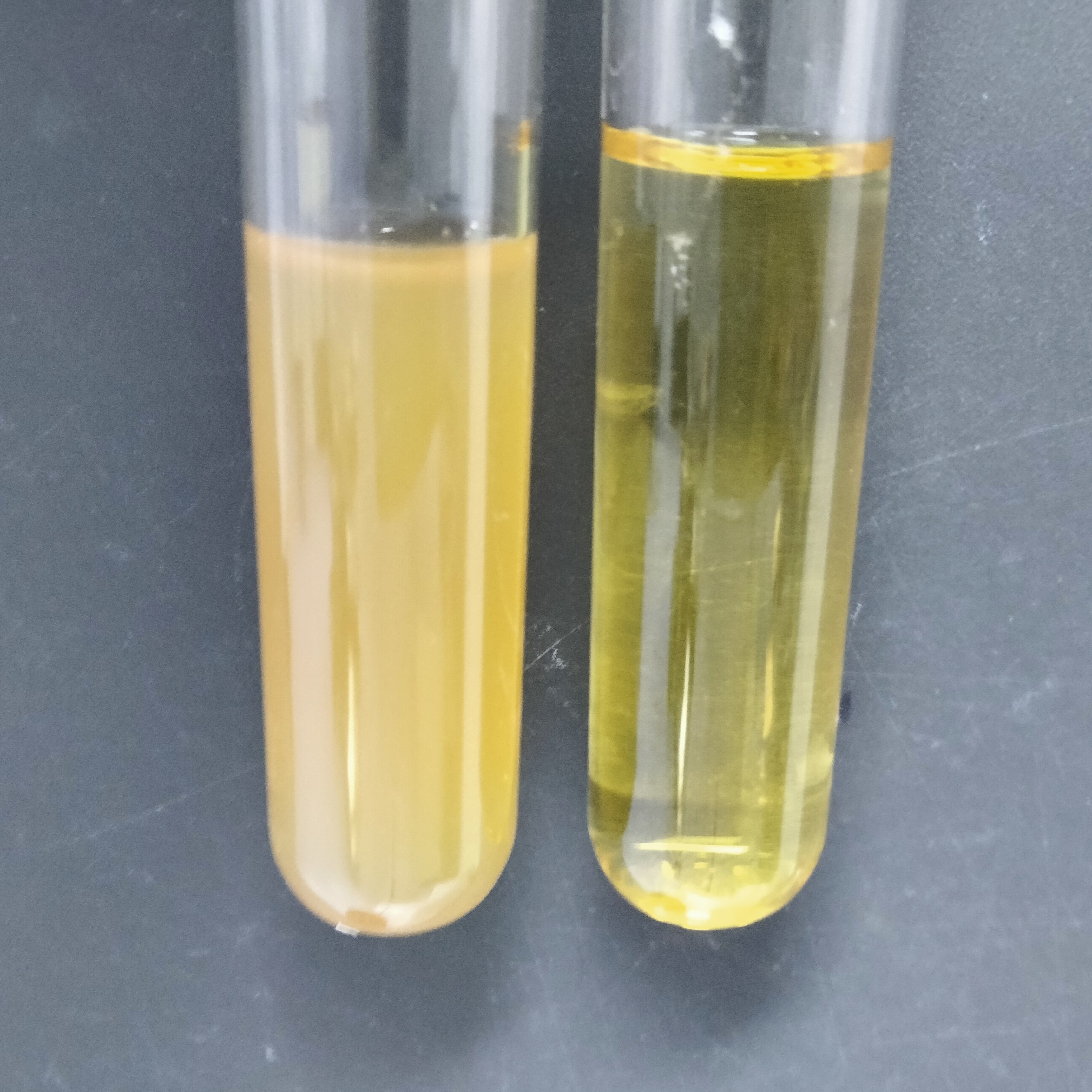 Fetal Campylobacter subspecies of sexually transmitted diseases-BNCC