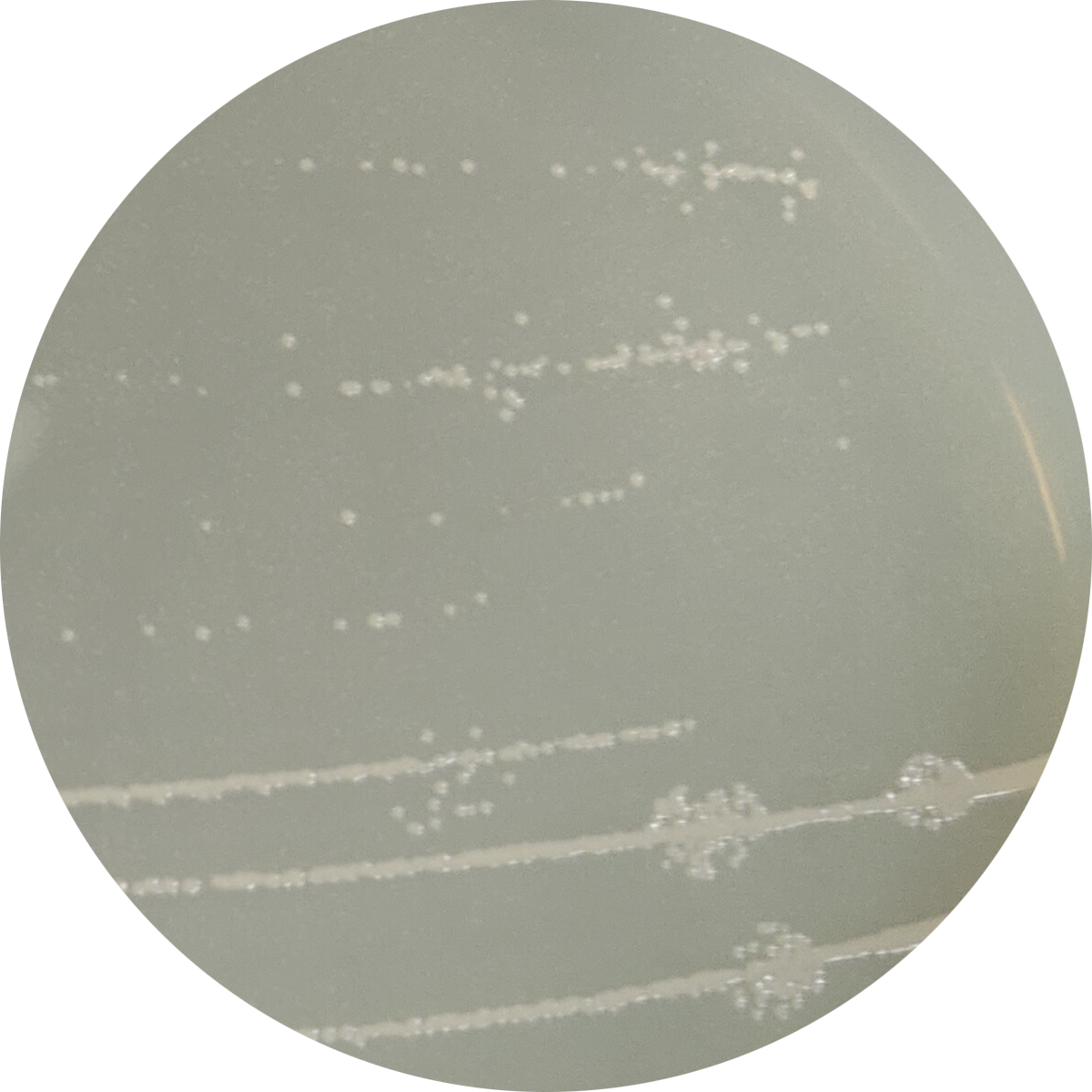 PAO1 Pseudomonas aeruginosa Luc tagged plasmid type-BNCC