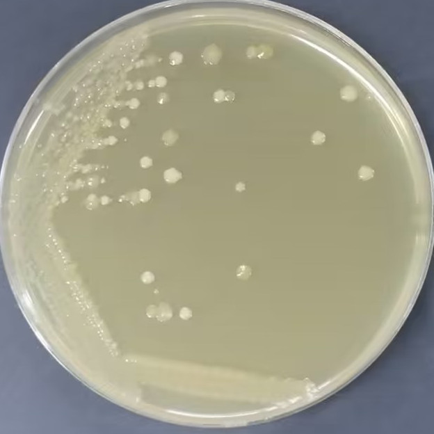 Fake Tetanus Clostridium-BNCC