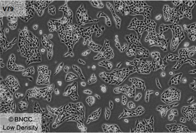 Hamster lung cells-BNCC