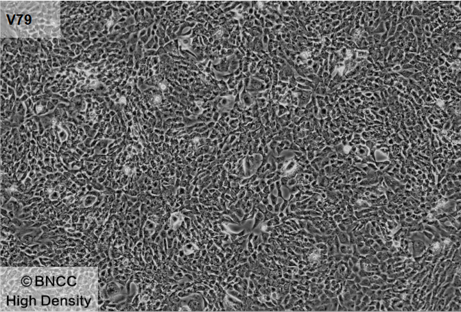Hamster lung cells-BNCC