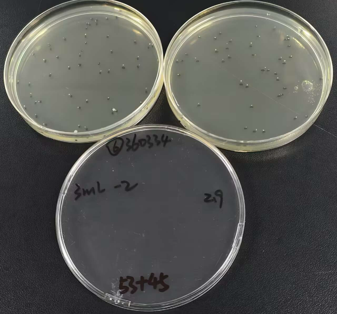 Quality control sample of total bacterial count in drinking water (Plate counting method)-BNCC