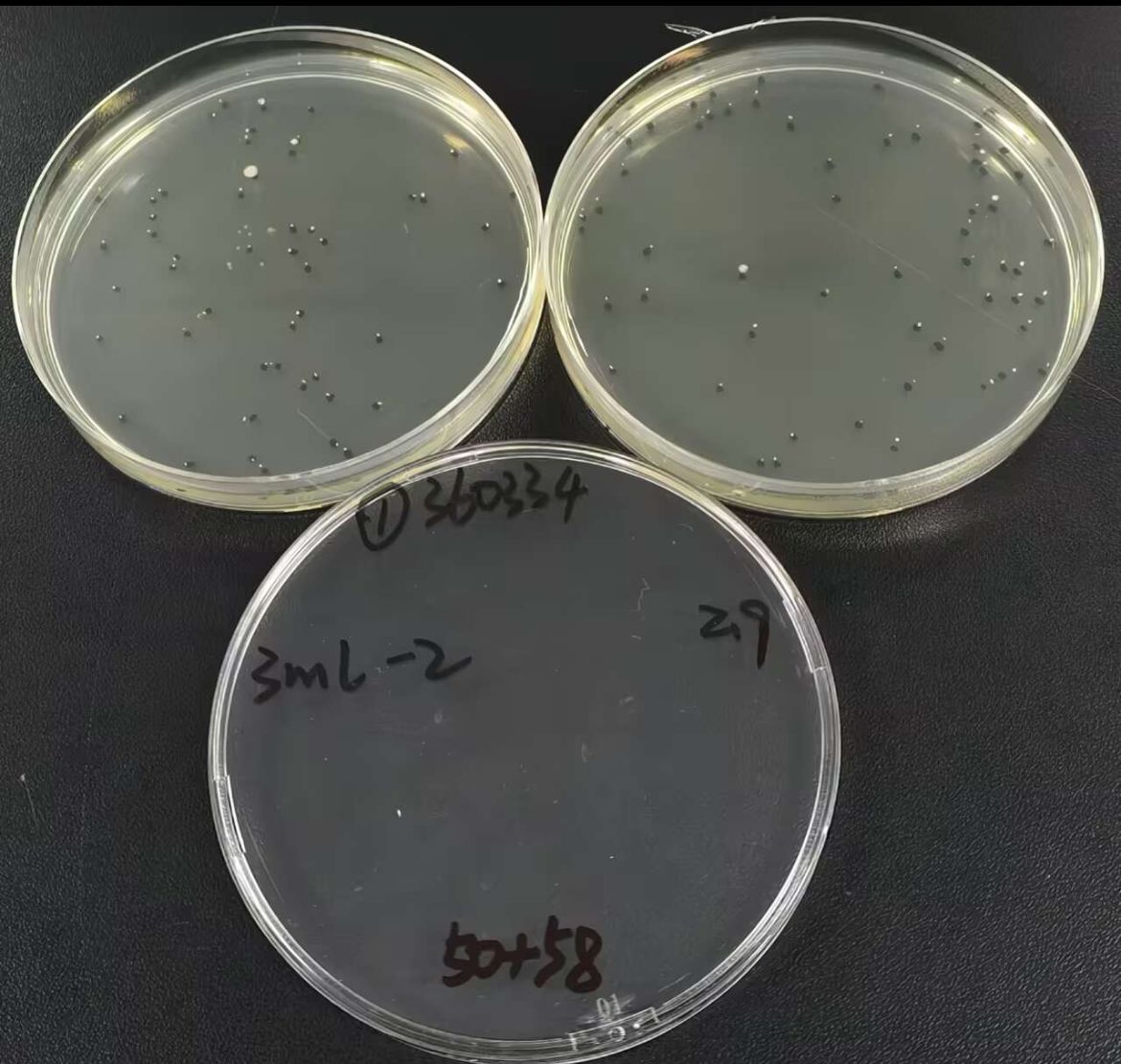 Quality control sample of total bacterial count in drinking water (Plate counting method)-BNCC
