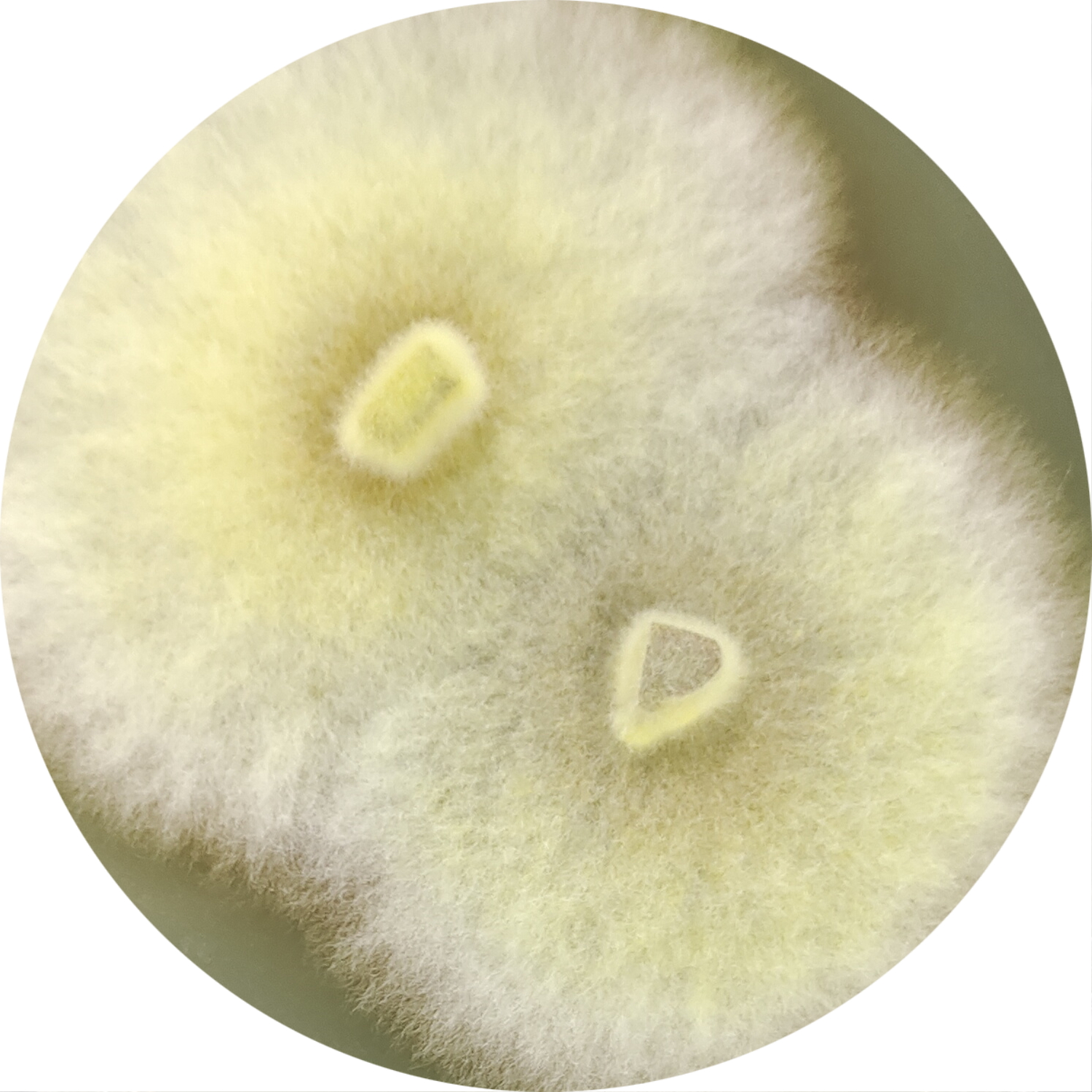 Brown pit fungus-BNCC