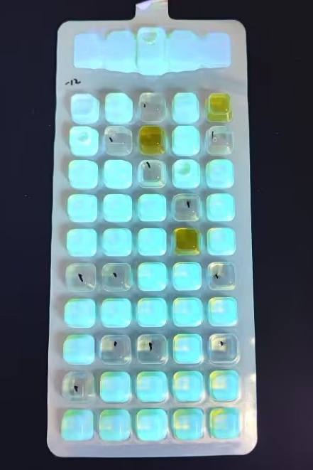 Enzyme substrate method quality control sample for drinking water-BNCC