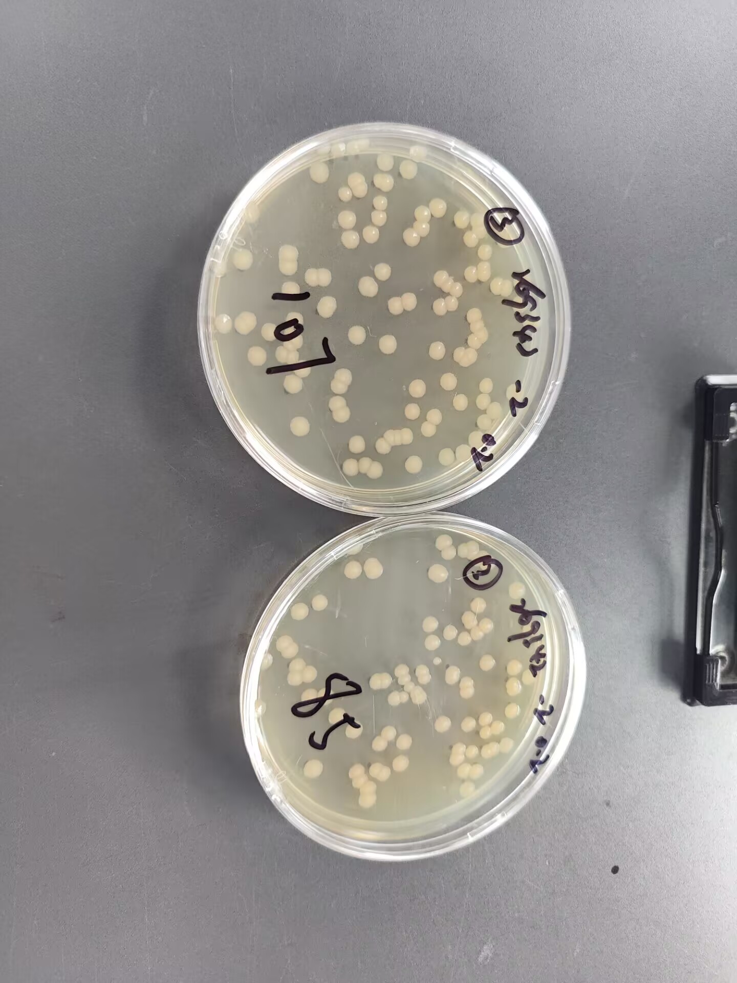 Positive quality control sample of water quality enzyme substrate method-BNCC