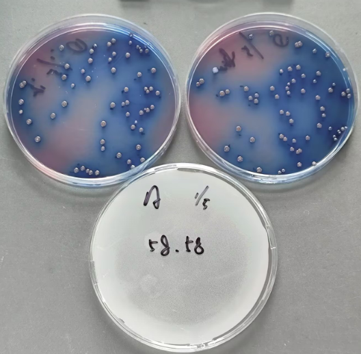 Water Quality Fecal Coliform Positive Control Sample (Membrane Filtration Method)-BNCC
