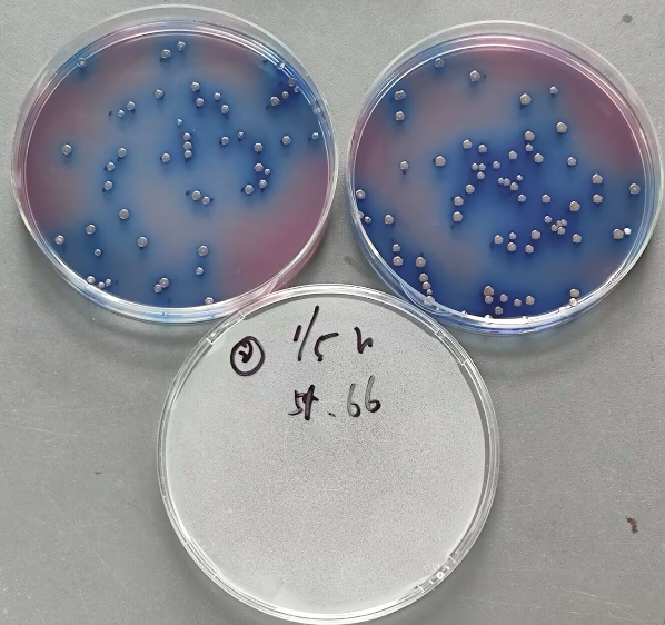 Water Quality Fecal Coliform Positive Control Sample (Membrane Filtration Method)-BNCC