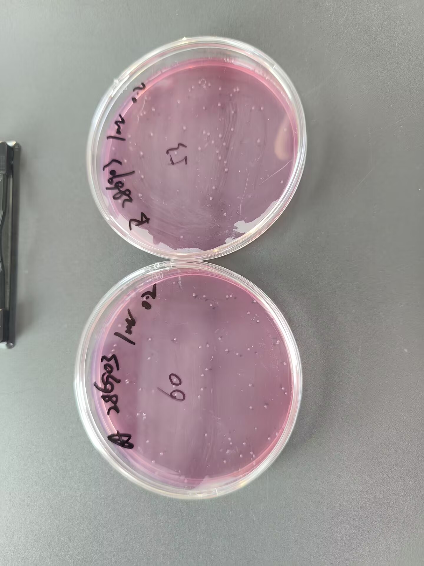 Quantitative Quality Control Strain of Enterobacter aerogenes (Membrane Filtration Method)-BNCC