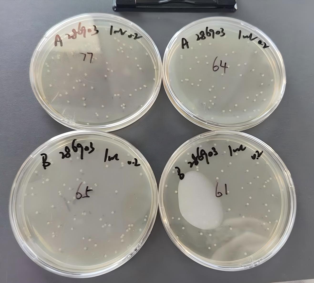 Quantitative Quality Control Strain of Enterobacter aerogenes (Membrane Filtration Method)-BNCC