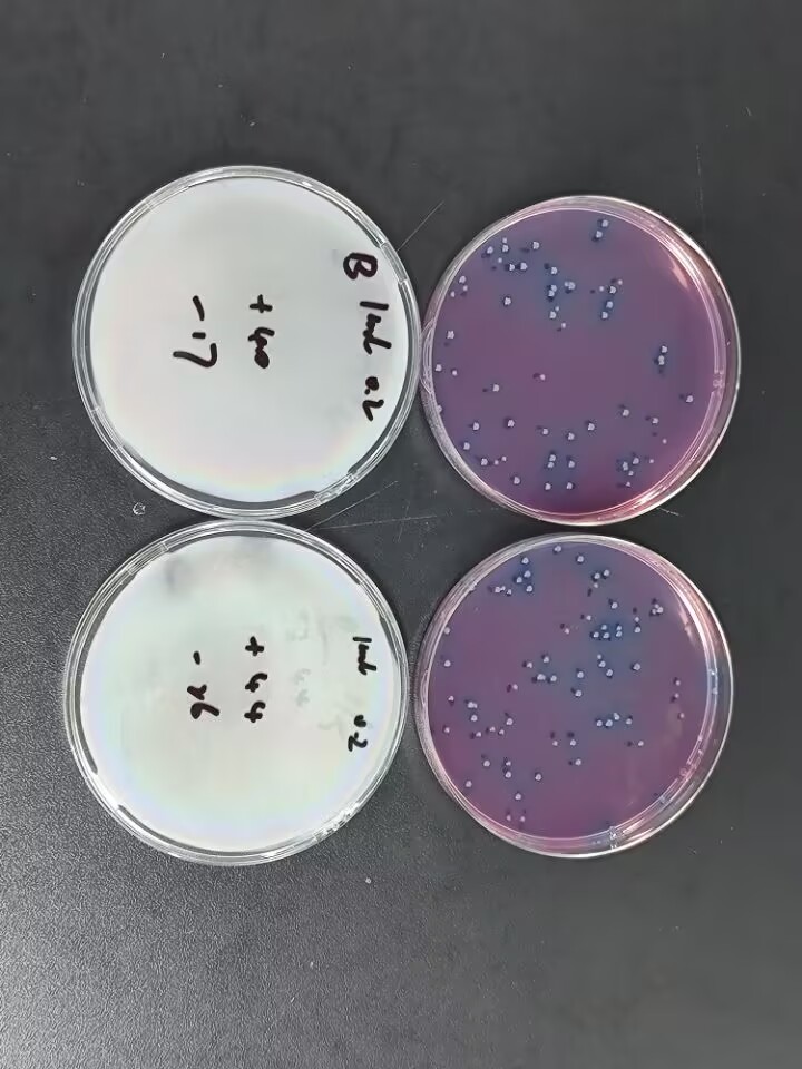 Water Quality Fecal Coliform Standard Quality Control Sample (Membrane Filtration Method)-BNCC