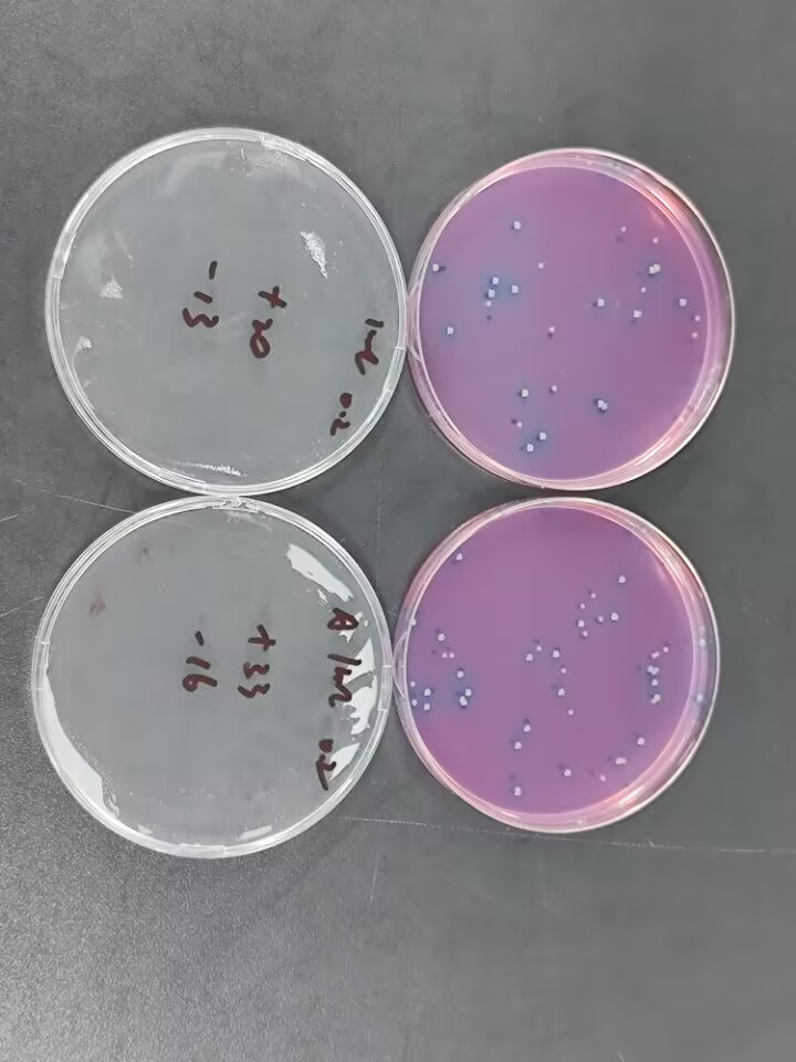 Water Quality Fecal Coliform Standard Quality Control Sample (Membrane Filtration Method)-BNCC