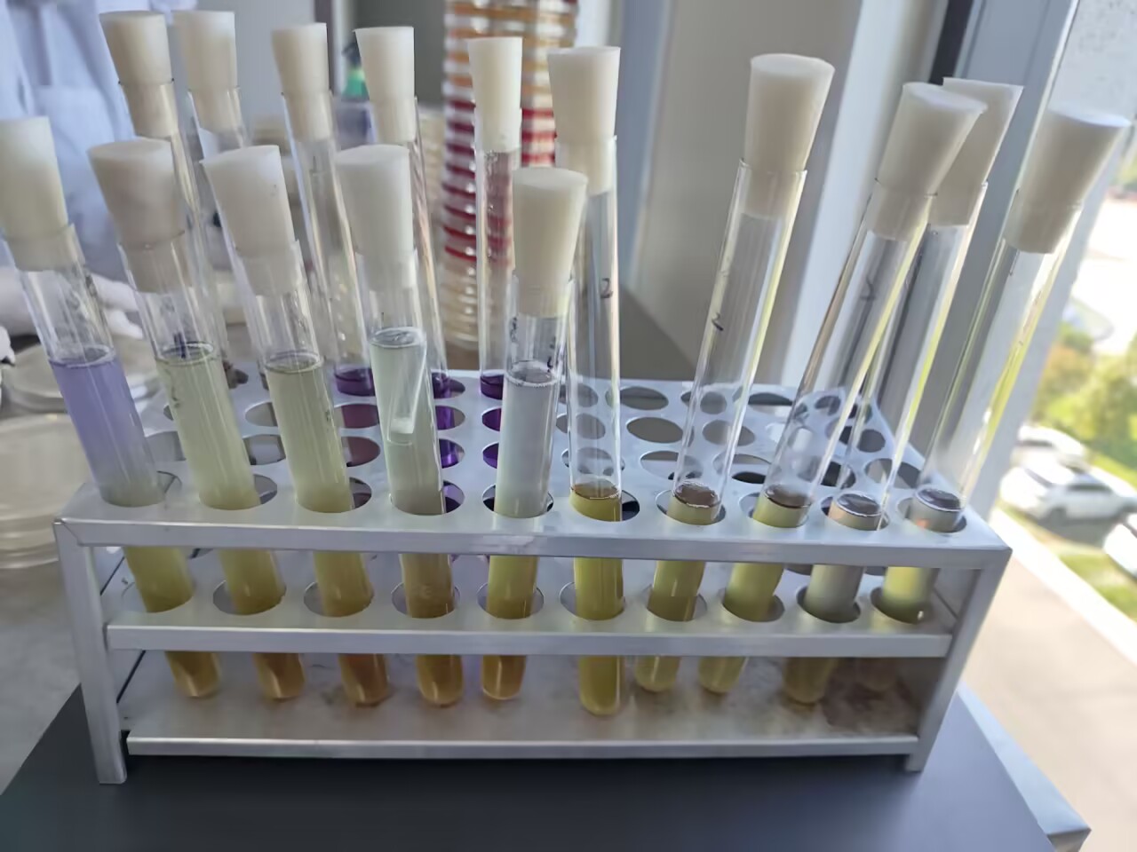 Standard quality control sample of total coliform bacteria in drinking water (multi tube fermentation method)-BNCC