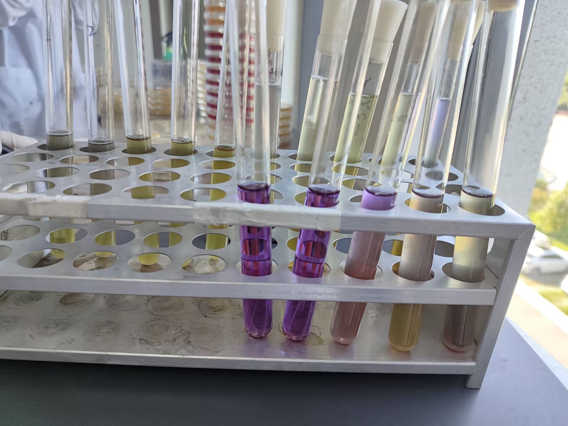Standard quality control sample of total coliform bacteria in drinking water (multi tube fermentation method)-BNCC