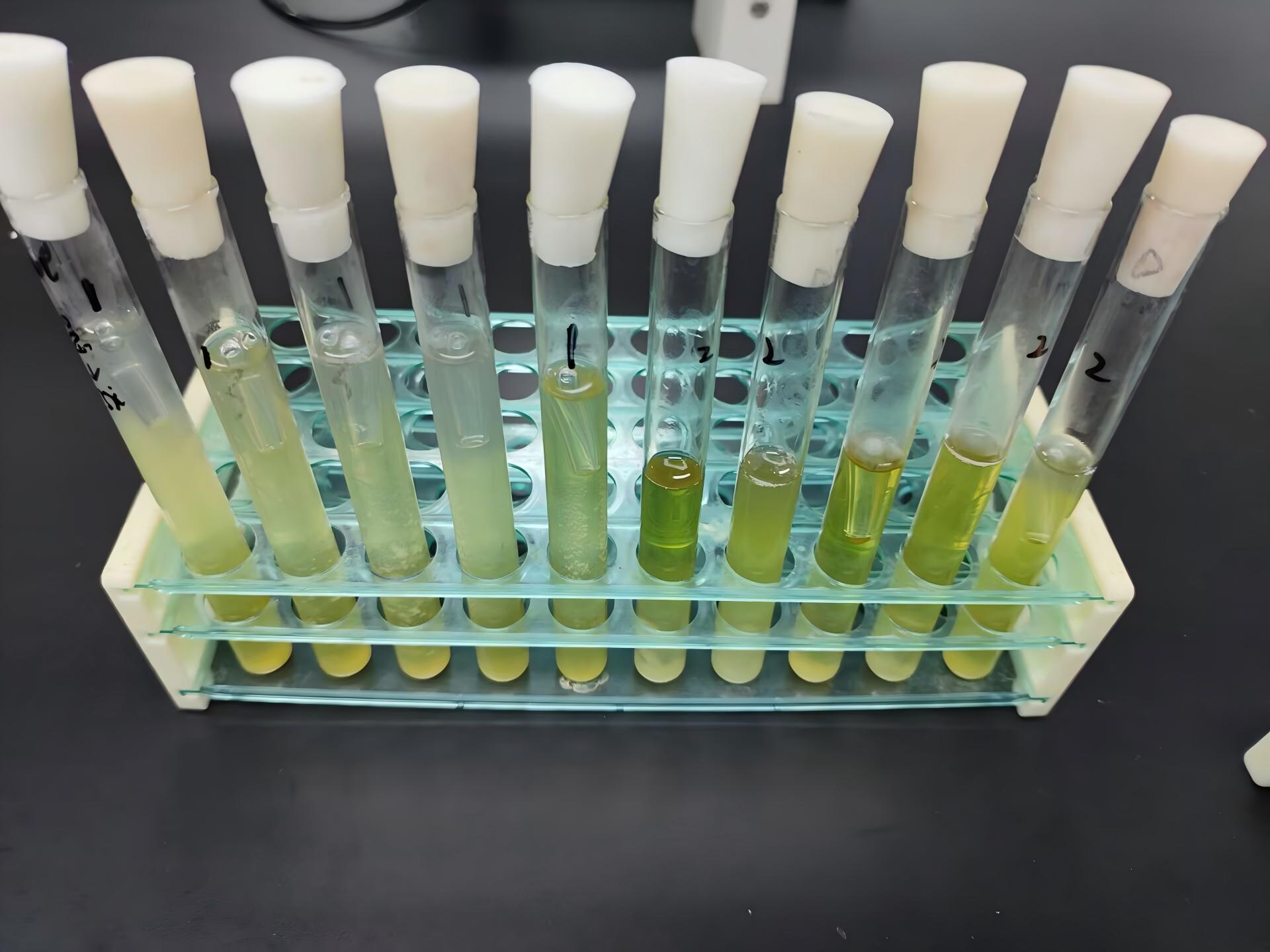 Standard quality control sample for Escherichia coli in drinking water (multi tube fermentation method)-BNCC