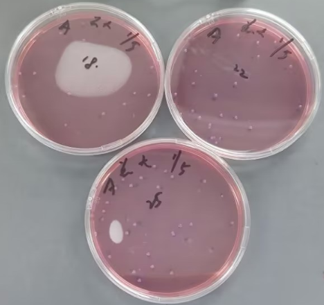 Standard quality control sample of total coliform bacteria in drinking water (filter membrane method)-BNCC