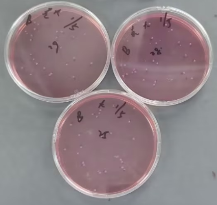 Standard quality control sample of total coliform bacteria in drinking water (filter membrane method)-BNCC