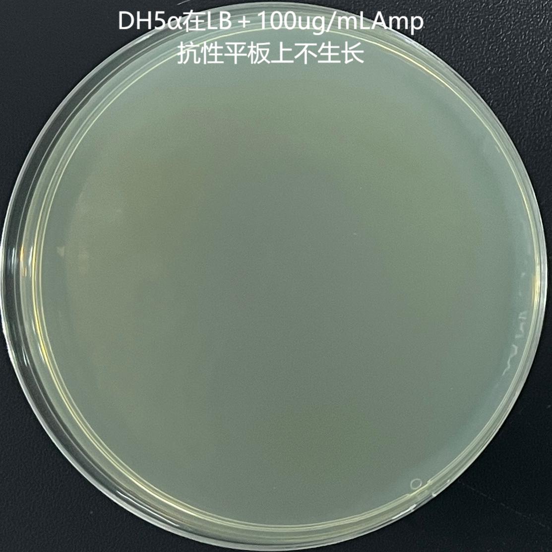DH5α (recombinant plasmid containing Vibrio cholerae ompW gene) E. coli-BNCC