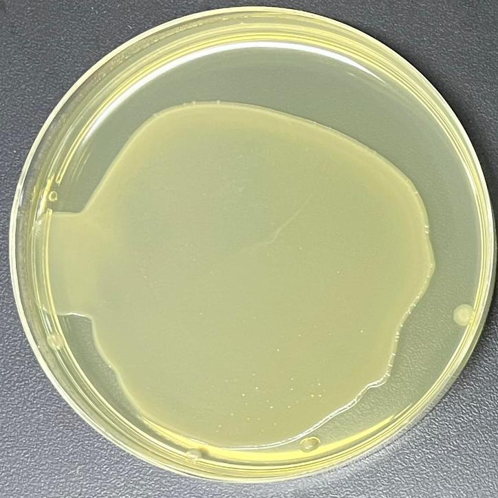 DH5α (recombinant plasmid containing Vibrio cholerae ompW gene) E. coli-BNCC