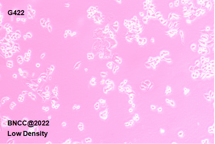 KM mouse glioblastoma cell line-BNCC