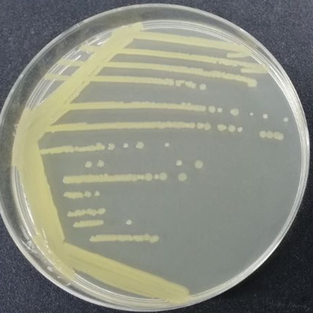Forest derived Bacillus-BNCC