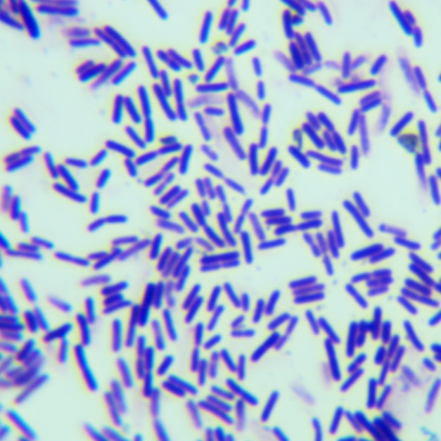 Forest derived Bacillus-BNCC