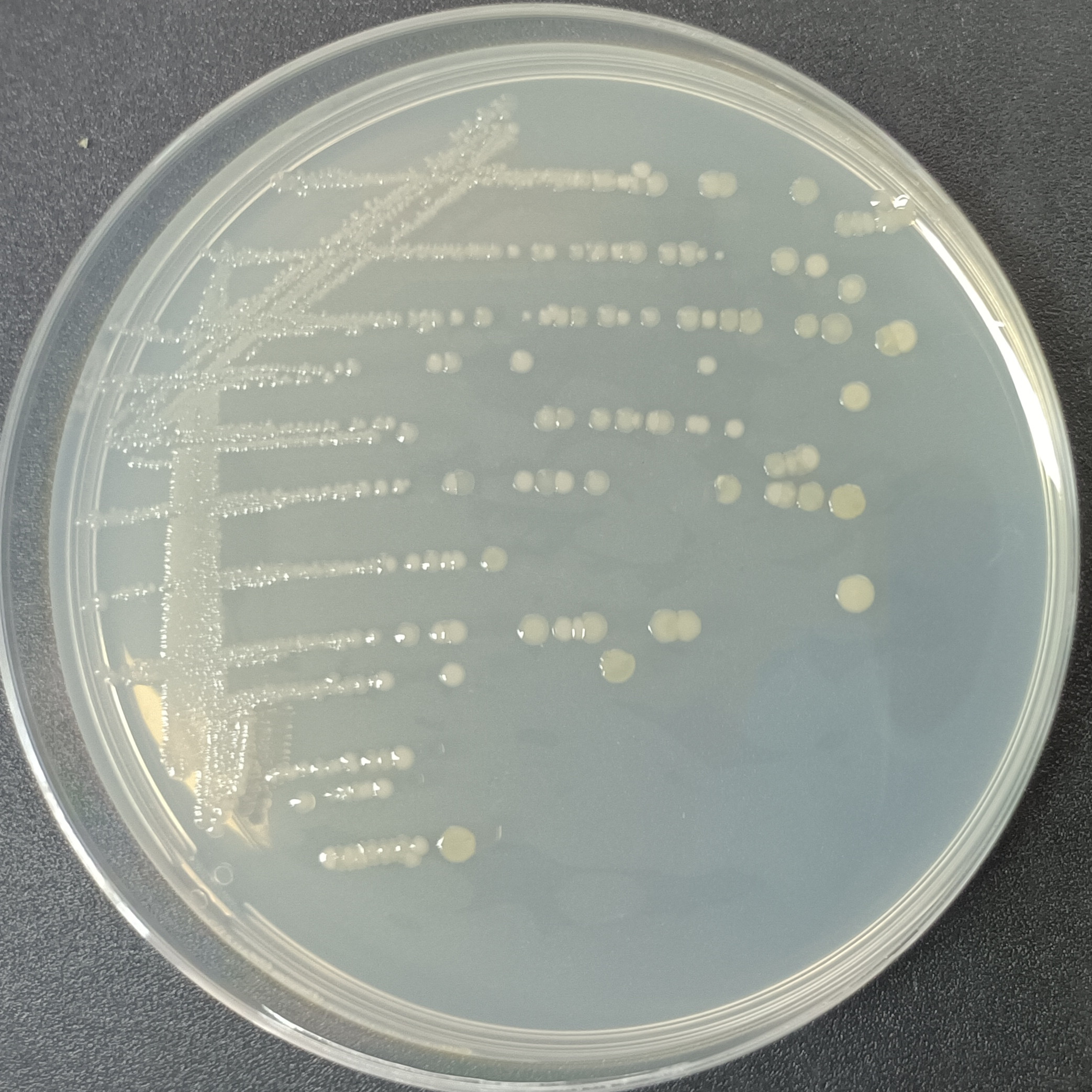 Karami soil Bacillus-BNCC