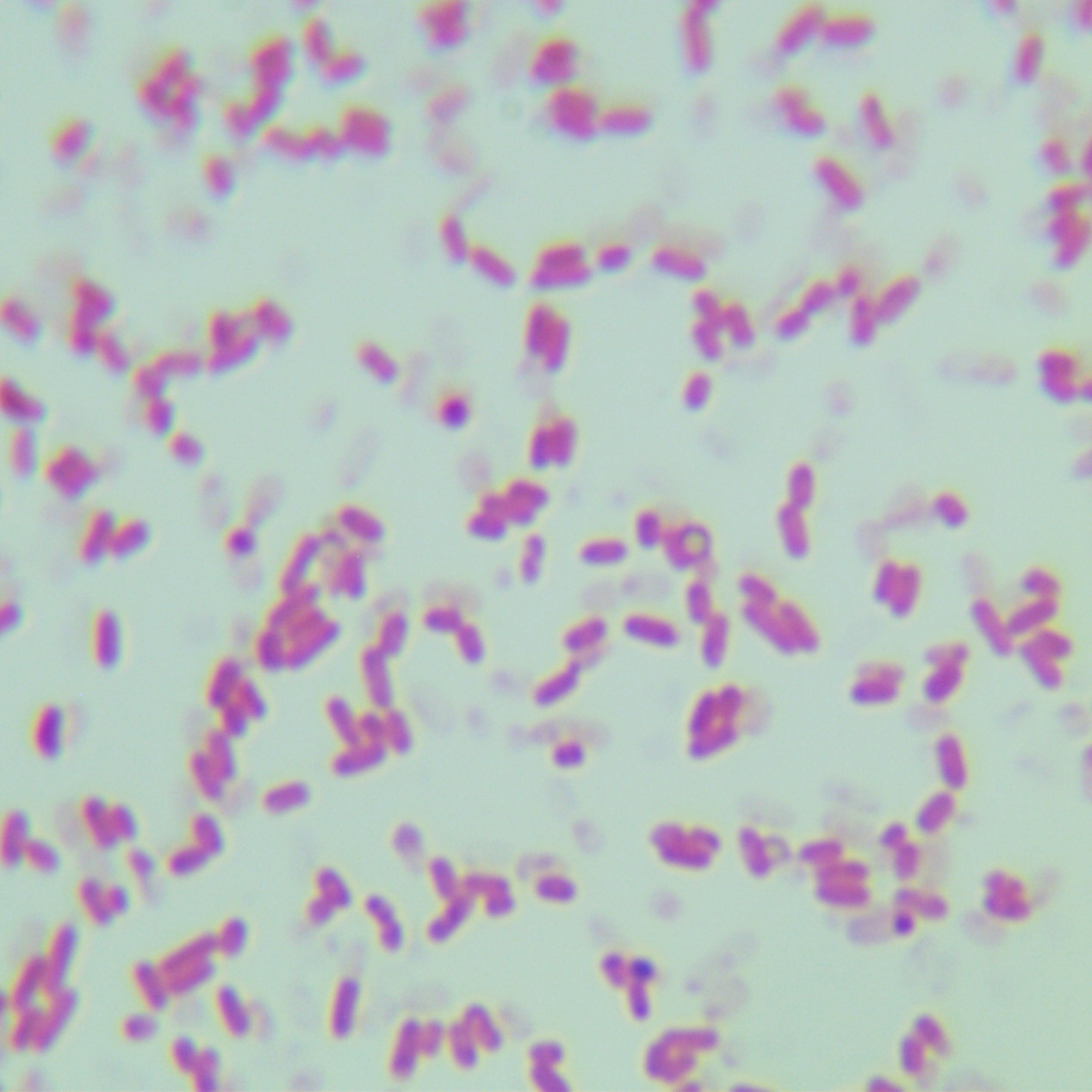 Karami soil Bacillus-BNCC