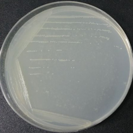 Lentibacillus Populi-BNCC