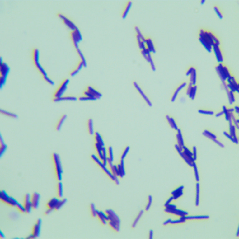 Lentibacillus Populi-BNCC