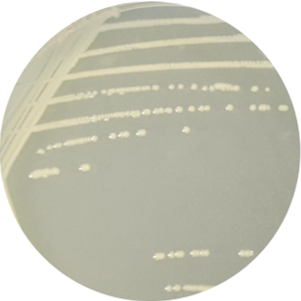 DH5 α (containing pSCBE3 plasmid) Escherichia coli-BNCC