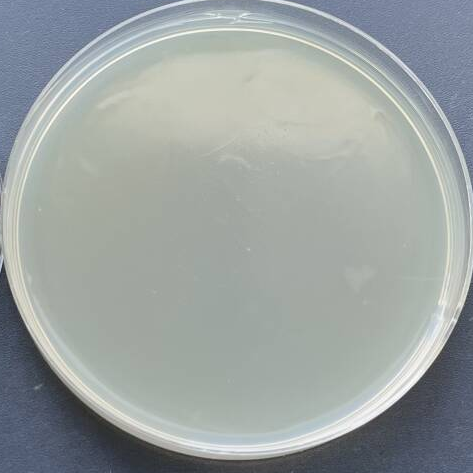 DH5 α (containing pSABEn plasmid) Escherichia coli-BNCC