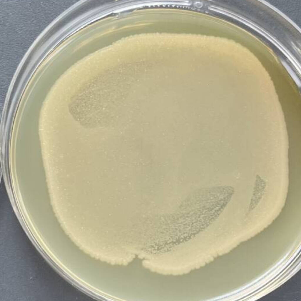 DH5 α (containing pSABEn plasmid) Escherichia coli-BNCC