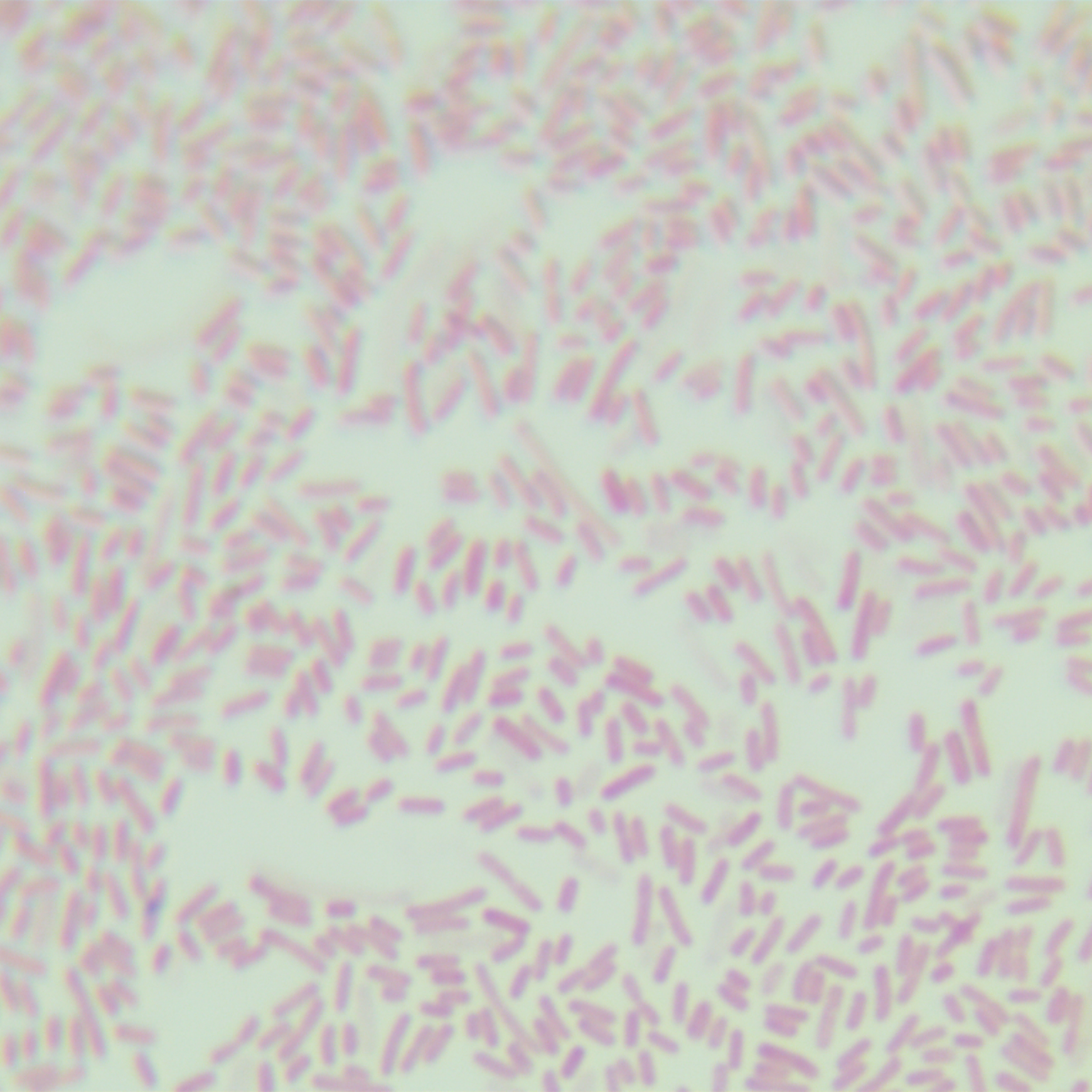 DH5 α (containing pSABEn plasmid) Escherichia coli-BNCC