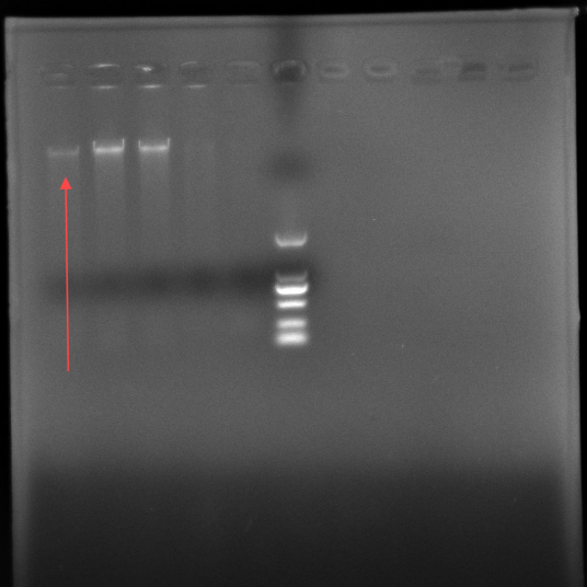 Bacillus subtilis-BNCC