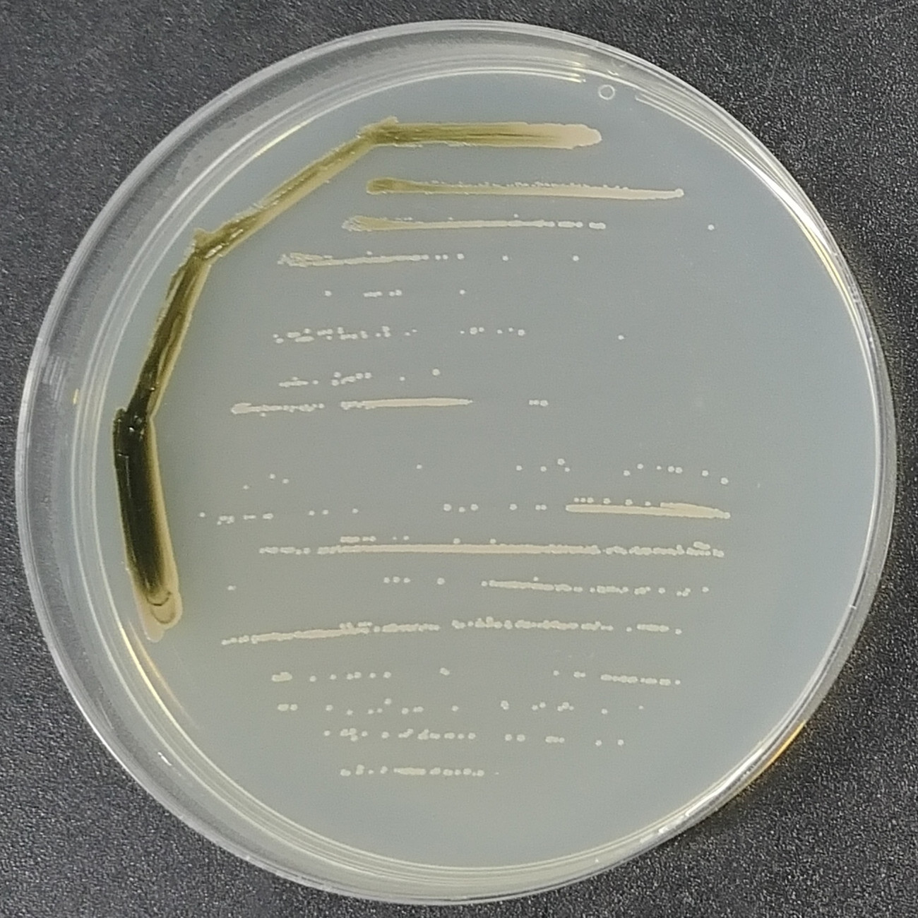 Geotrichum-BNCC