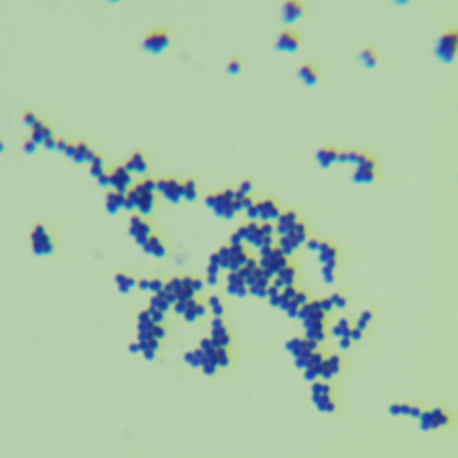 Ornithine Microbes-BNCC