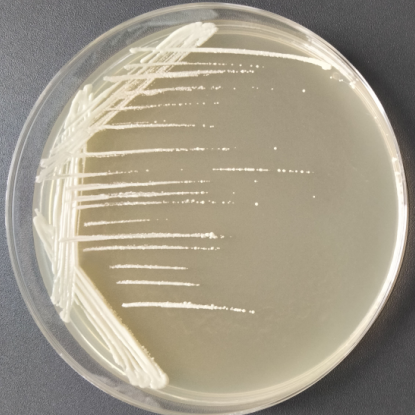 Ornithine Microbes-BNCC