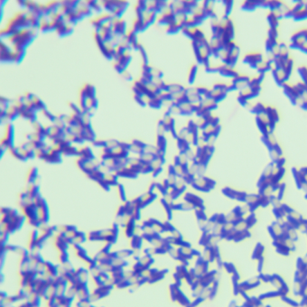 Fusarium oxysporum-BNCC